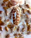 chocodate individuelle marbree.webp
